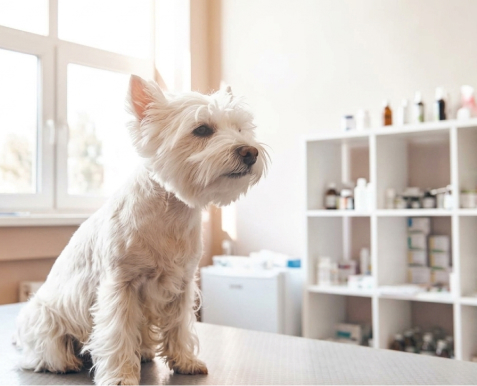 veterinary pharma